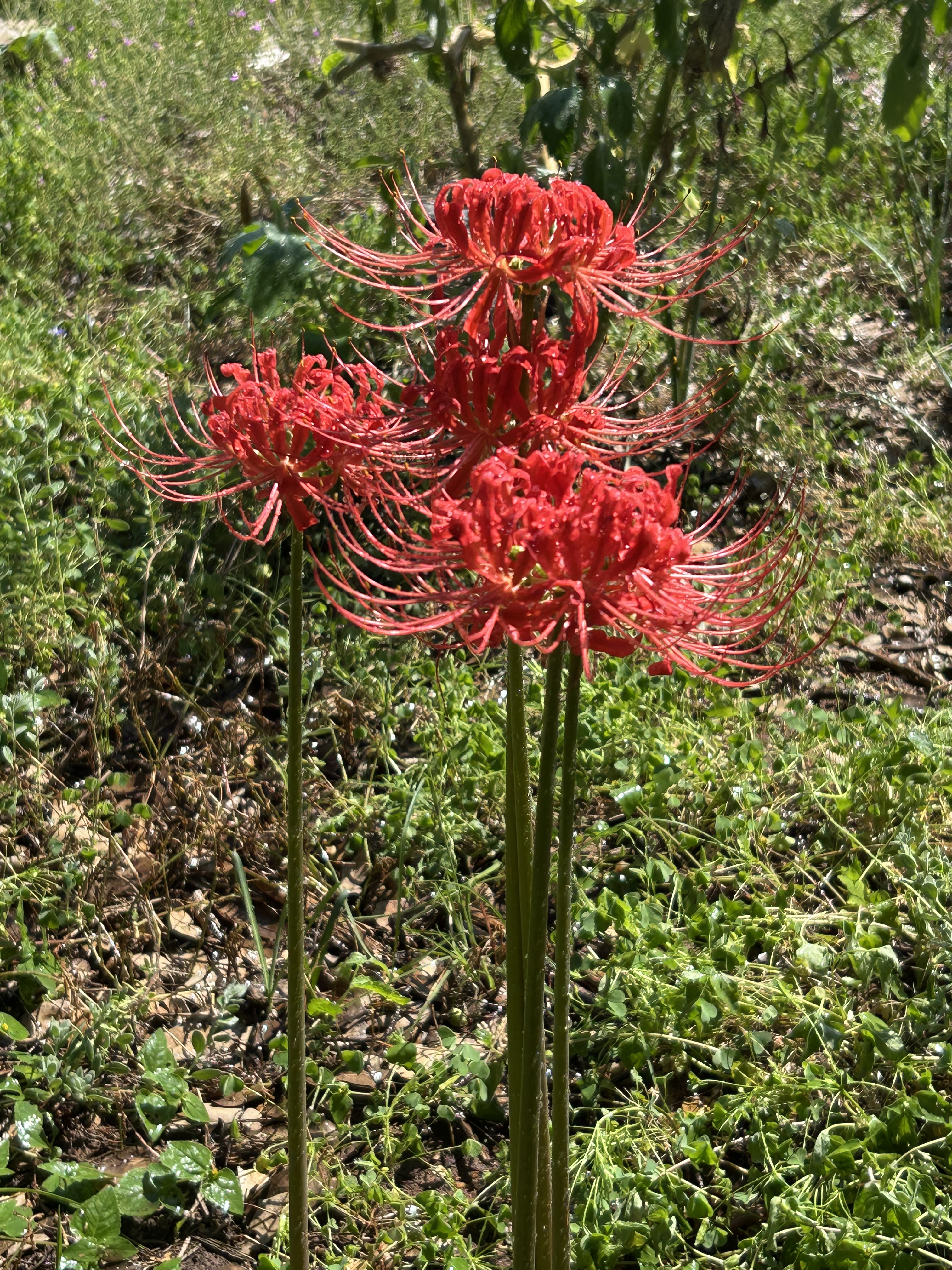 Spiders in the Garden (part two) – Heirloombulbgirl
